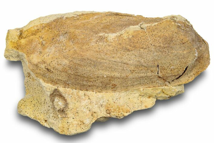 Ordovician Bivalve (Whiteavesia) Fossil - Wisconsin #248574
